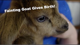 Fainting Goat Gives Birth Blue Eyed Bucklings [upl. by Kalle]