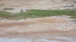 Burrowing owl running 1 [upl. by Eveiveneg]