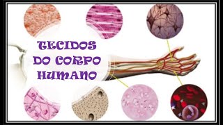 Tecidos do Corpo humano [upl. by Llain]