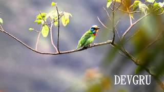 五色鳥 Blackbrowed Barbet [upl. by Nedry]