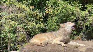 Gray Wolf Howls with Endangered Red Wolves [upl. by Marice]