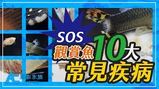 觀賞魚10種最常見的疾病（高畫質影片紀錄解析）Ten common fish diseases of ornamental fish｜養魚人森｜AC草影水族 [upl. by Ahsikit]