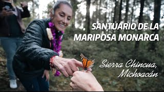 Tuvimos el privilegio de visitar la Reserva de la Biosfera Santuario de la Mariposa Monarca [upl. by Yerocal]