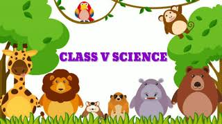 Oviparous animals and Viviparous animals Class 5 Science [upl. by Lindon618]