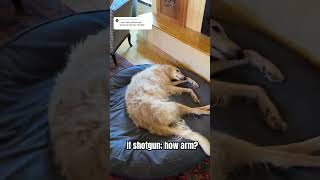 Must learn technique borzoi shotgun doglife dogs hoark howto wow armed bang funnydogs y [upl. by Cohl779]