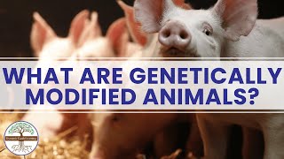 What Are Genetically Modified Animals Dynamic Earth Learning [upl. by Mendes195]