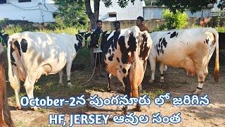 Hf Jersey cow market in Punganur going on every Wednesday 6AM to 12PM [upl. by Zaria949]