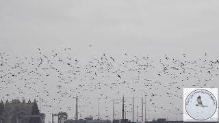 Sandpipers flocking at the Port [upl. by Glenna772]