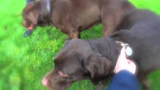 Chocolate Labrador dogs flirting and mating tie  Ruby and Louis [upl. by Sulohcin]