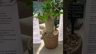 The Poisonous Pachypodium houseplants succulents gardening indoorplants [upl. by Ainuj]