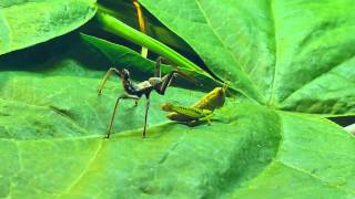 Wheel bug assassin bug vs grasshopper [upl. by Avahc]