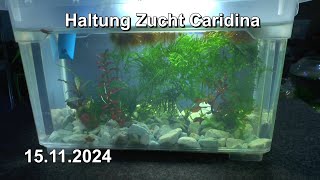 Wichtig Caridina Update der ungewöhnlichen Projekte in der Haltung und Zucht [upl. by Eissak]