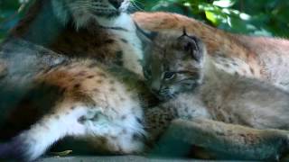 Luchs Baby im Tiergarten Zoo Schönbrunn geboren Lynx lynx Park Nachwuchs Superzoom Lumix dcfz82 [upl. by Vashti698]