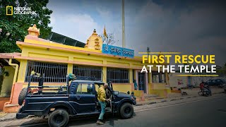 First Rescue at the Temple  Snakes SOS Goa’s Wildest  National Geographic [upl. by Olaznog]