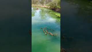 Explore The Beautiful Guadalupe River In Kerrville TX guadaluperiver [upl. by Hobie]