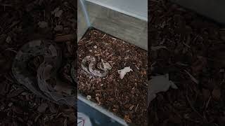 GABOON VIPER EATS LIVE gaboonviper venomoussnakes venomoussnake [upl. by Yahsal]