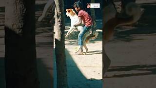 Comedy dog 🐶🐕 comedymusic funnybackgroundmusic fannymusic harisrouf footballplayer automobile [upl. by Ebarta]