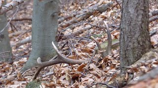 Konečneee zhod  Deer sheds [upl. by Johppah]