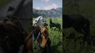 Get Legendary 100 BLACK Horse Locations Extremely Rare  RDR2 shorts rdr2 rdr2guide [upl. by Anelet]