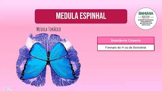 Histologia da Medula Espinhal [upl. by Drugge]