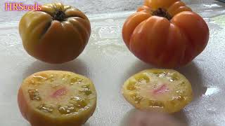 ⟹ Pineapple Tomato  Solanum lycopersicum  Tomato Review [upl. by Ynaffat]