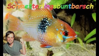 Schmetterlingsbuntbarsch Haltung  Mikrogeophagus ramirezi [upl. by Bautram]