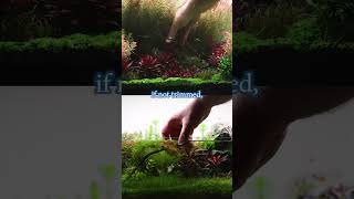 Why You Should Trim Aquarium Plants Key Benefits Explained aquarium aquascaping aquascape [upl. by Ahsinahs]