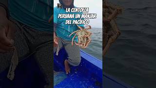 Mira lo que pesco 😲 ¿Sabias que hay centolla en el océano Pacífico pescadefondo centolla pesca [upl. by Norrehc]