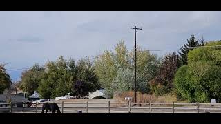 Sage and Domino in the turnout pasture 10312024 [upl. by Euqinmod]