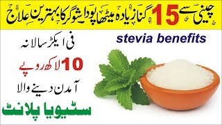 How to Grow Stevia Plant  Stevia Health Benefits Urdu Hindi [upl. by Ylle132]