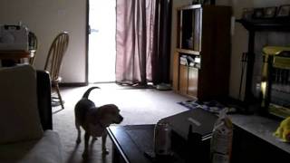 Dogs Go Crazy Over Family Feud [upl. by Alroi]