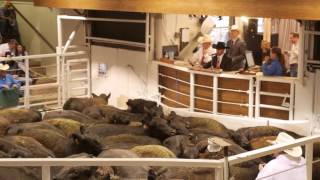 Will Epperly 2017 RunnerUp Champion World Livestock  Learn to be a Livestock Auctioneer [upl. by Airdnekal]