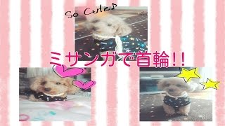 【愛犬に】ミサンガを使った首輪の作り方🐾 [upl. by Repsac]