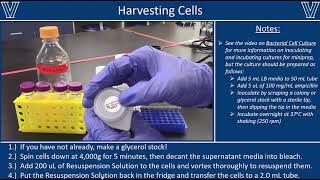 Miniprep  Plasmid DNA Isolation [upl. by Rennoc872]