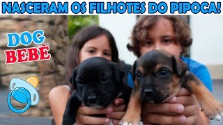 NASCERAM OS FILHOTES DO PIPOCA  nossos cachorrinhos bebês ♥ [upl. by Ivanna68]