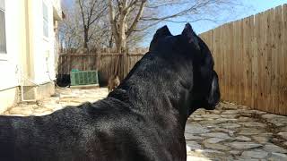 Cane Corso protecting his owner [upl. by Amero]