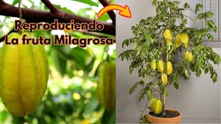 Descubre la Magia de la Carambola Cómo Reproducir y Disfrutar esta exótica Fruta en Casa [upl. by Monjan]