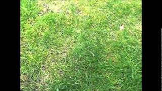 Lawn verticut Scarification [upl. by Euseibbob]