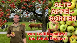 Alte Apfelsorten für Streuobstwiesen Zwillingsapfel Jakob Fischer Kronprinz Rudolf apfelsorten [upl. by Erick]