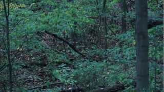 Michigan Crossbow Deer Kill 2012 [upl. by Feerahs]