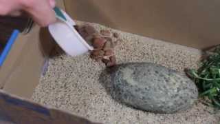 How to Care For Your Pet Rock [upl. by Scarlett]