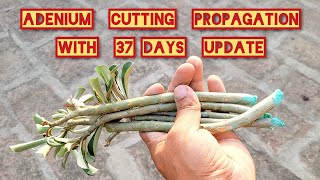 How to grow Adenium from cuttings Adenium cutting propagation [upl. by Ssilb]