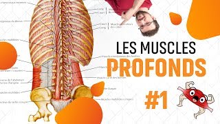 DOULEURS BAS DU DOS CAUSES  EPISODE 6 Muscles Profonds du Dos Partie 1 [upl. by Ebbie]