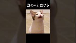 猫ミーム元ネタamp素材 パクパク猫ver 猫ミーム 猫 cat 顔がほぼ口やん [upl. by Izogn]