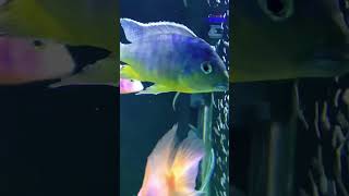 Yellow Chin African Hap Cichlid [upl. by Nottnerb]