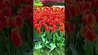 Keukenhof Lisse netherlands 2022 tulip shorts [upl. by Valida687]