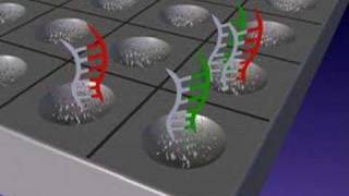 DNA microarrays [upl. by Golub]