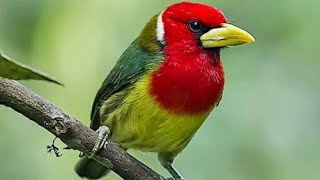 red headed barbet บาร์เบทหัวแดง enjoylife9 [upl. by Attenwahs]