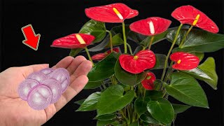 Put A Little At The Base Of A Weak Anthurium And It Will Bloom Immediately [upl. by Naesal]