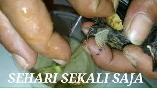 MENGOBATI KAKI BURUNG TERKILIR [upl. by Cornelie]